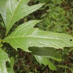 Neurolaena lobata Leaf