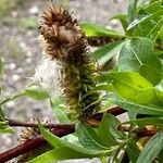 Salix pentandra Fruit