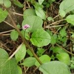 Boerhavia diffusa Leaf