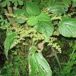 Laportea aestuans Habit