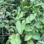 Calystegia silvatica 葉