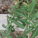 Salvia leucantha Leaf