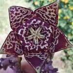 Orbea variegata Flower