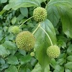 Cephalanthus occidentalis Плод