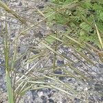 Bromus diandrus Flower