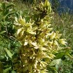 Veratrum album Flor