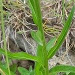 Phyteuma betonicifolium Hoja