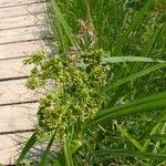 Scirpus atrovirens 果