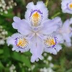 Iris japonica 花