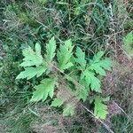 Heracleum sosnowskyi Lehti