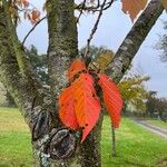 Prunus sargentii Leaf