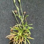 Diphasiastrum complanatum Likasa