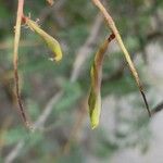 Prosopis koelziana Fruit