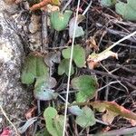 Rumex scutatus Hoja