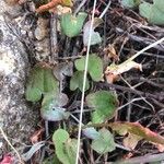 Rumex scutatus Feuille