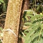 Vachellia farnesiana বাকল