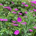 Geranium sanguineumCvet