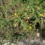 Ulex minorBlad