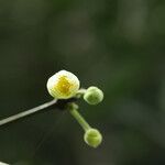 Garcinia kola Flower