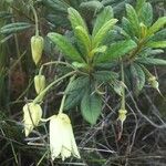 Dubouzetia acuminata Hábito