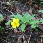 Anemonoides ranunculoides Blüte