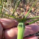 Tragopogon angustifolius 花