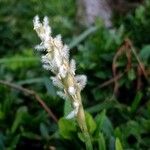Zoysia japonica Цвят