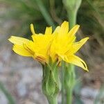 Scorzonera austriaca Flor