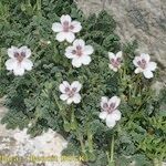 Erodium cheilanthifolium Hábito