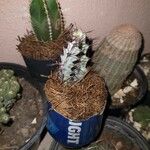 Euphorbia greenwayi Hoja