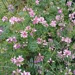 Coronilla varia Hábito