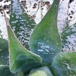 Agave salmiana Blatt