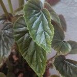 Begonia veitchii Blad