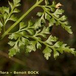 Asplenium cuneifolium Ffrwyth