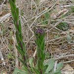 Arabis planisiliqua Habitus