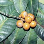 Moutabea guianensis Ovoce
