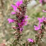 Lythrum virgatumFlower