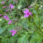 Geranium palmatum Flower