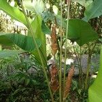 Calathea lutea List