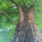 Swietenia macrophylla Bark