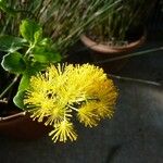 Azara dentata Flor