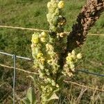 Verbascum thapsusFlower