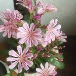 Lewisia longipetala ᱵᱟᱦᱟ