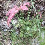 Adiantum hispidulum Habitus