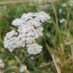 Achillea nobilisЦвят