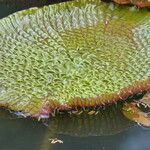 Victoria amazonica Yaprak