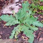 Papaver somniferumLeaf