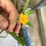 Mentzelia aspera Flower