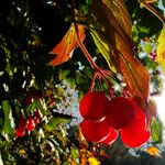 Viburnum opulus Fruit