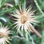 Phagnalon saxatile 花